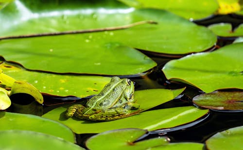Free Green Frog on Lily Pad Stock Photo