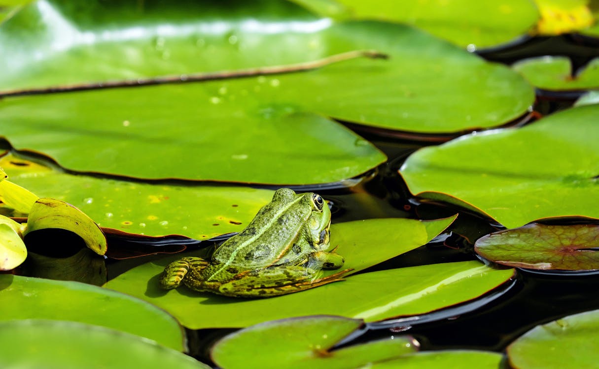 Free Green Frog on Lily Pad Stock Photo