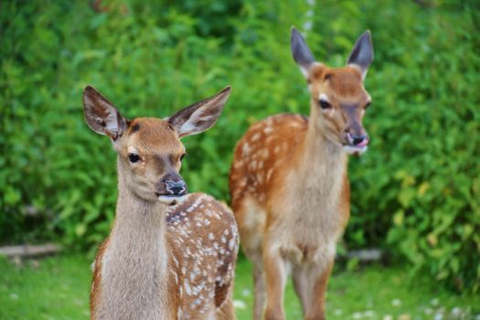 Two cute young deer fawns in a lush green outdoor environment, showcasing wildlife beauty.