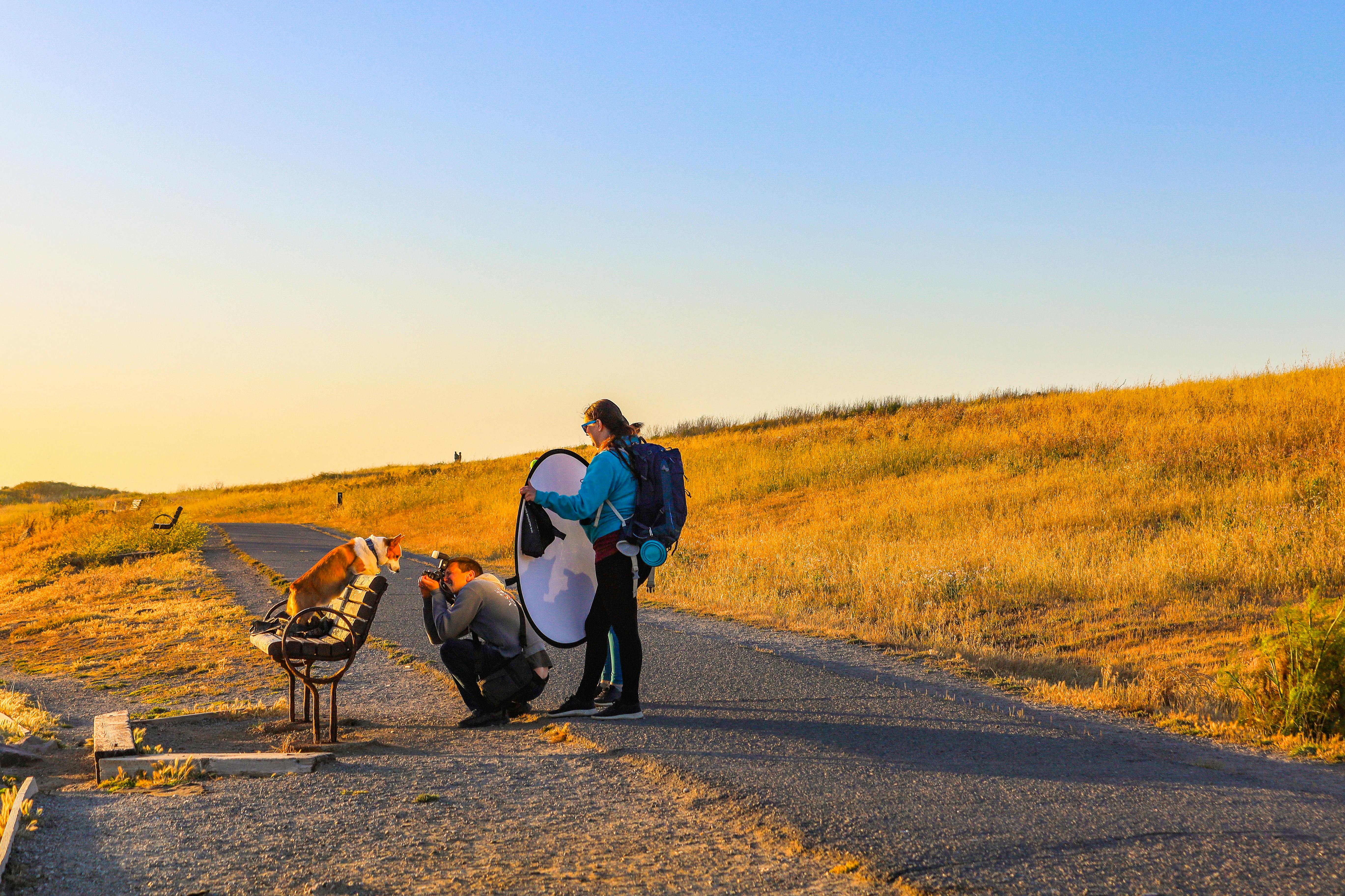 The Cost of Dog Cardiology Understanding Expenses and Treatment