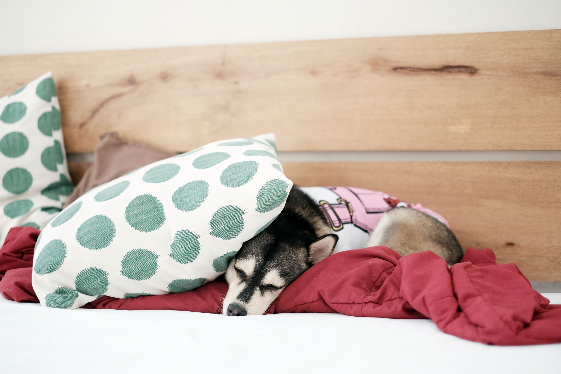 Adorable husky puppy sleeping under pillows on a cozy bed indoors.