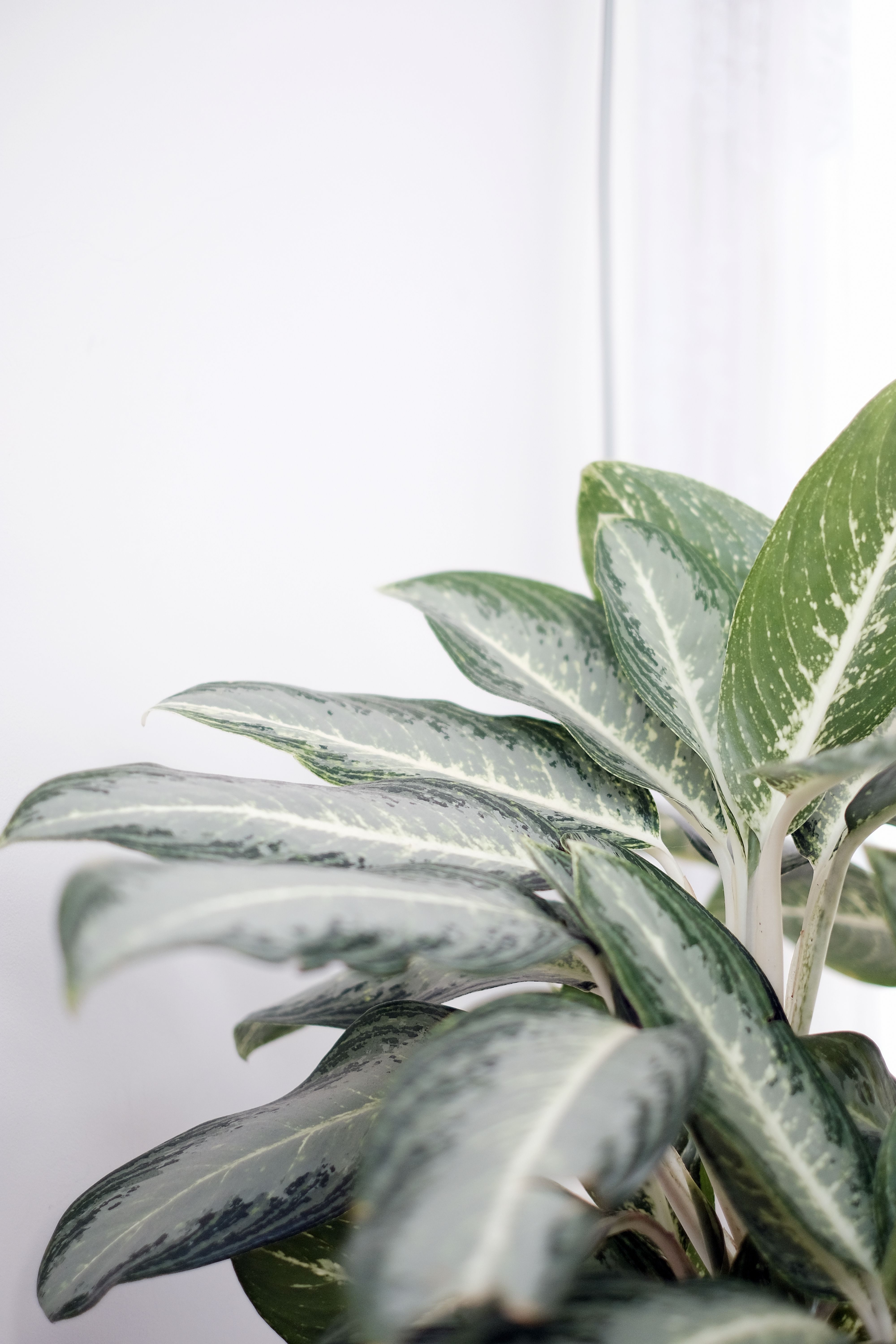 Folhas de aglaonema em destaque dentro de casa, em ambiente claro e decoracao discreta