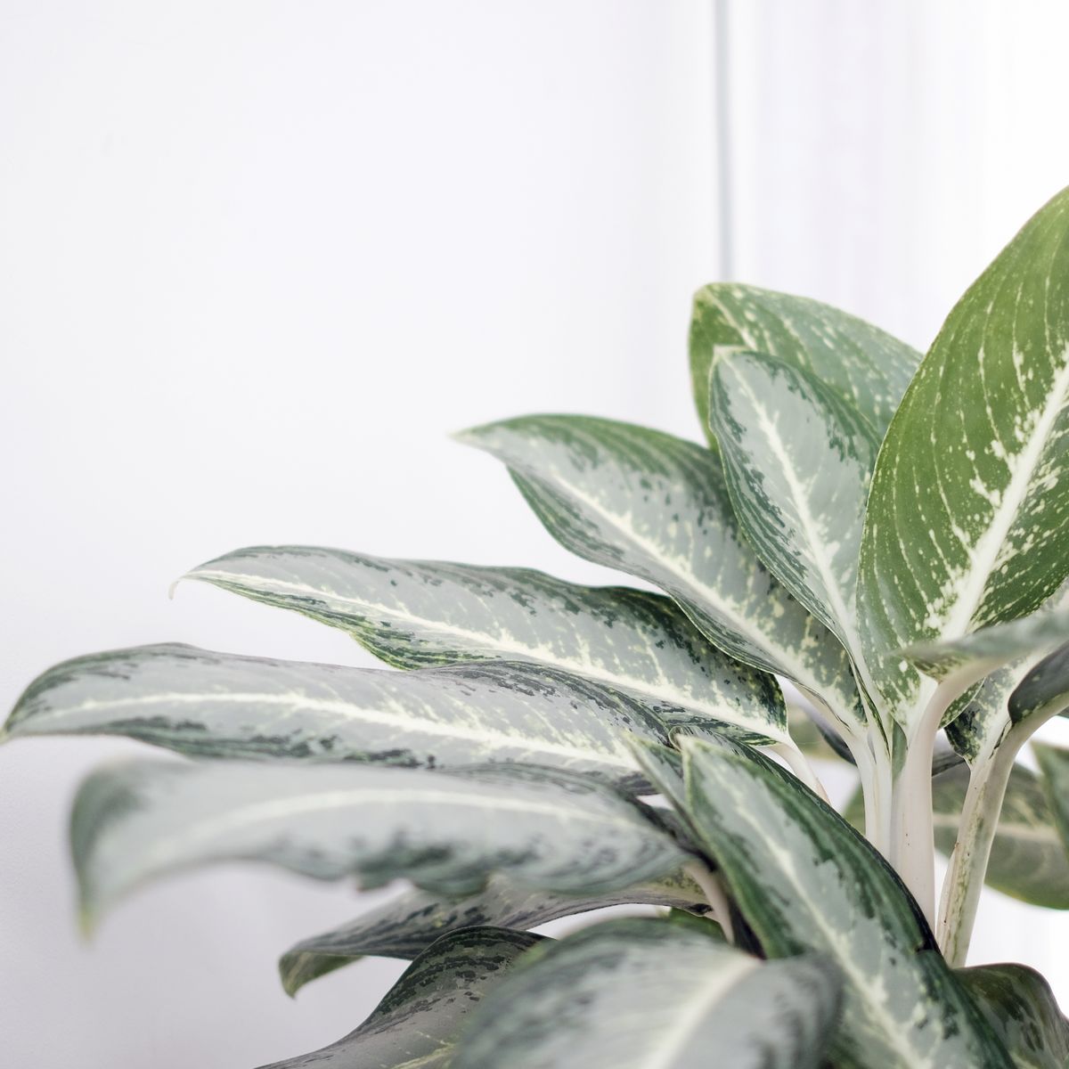 Folhas de aglaonema em destaque dentro de casa, em ambiente claro e decoracao discreta
