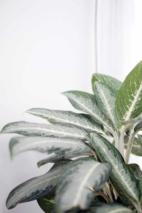 Free Elegant green leaves of a Variegated Chinese Evergreen houseplant in a minimalistic indoor setting. Stock Photo