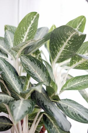 Aglaonema Pink Dumb - Thumbnail 3