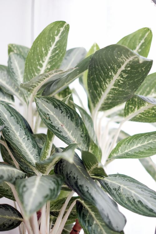 Free Detailed close-up of green variegated plant leaves, showcasing natural patterns. Stock Photo