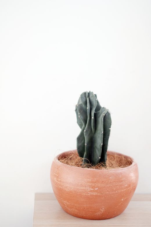 PIPPEN rounded clay plant pot holding a cactus — photo by EL The Explorer on Pexels