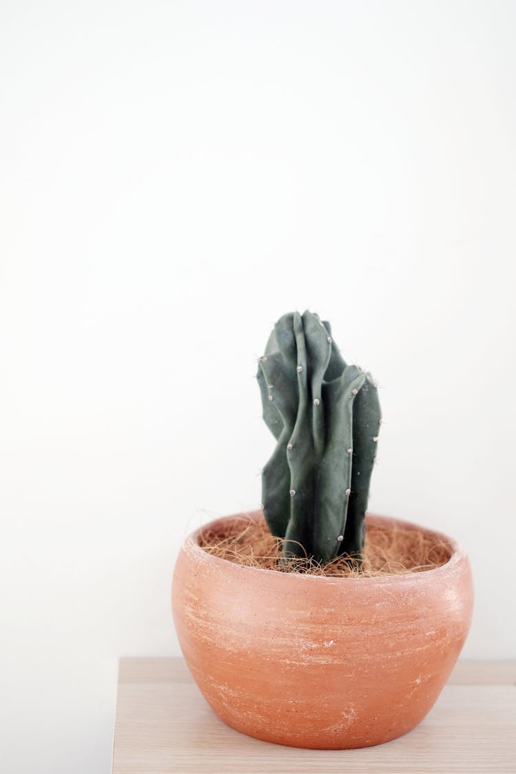 A Cactus In A Pot 