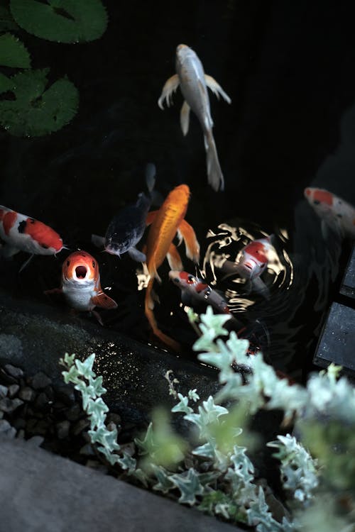 Základová fotografie zdarma na téma fotka z vysokého úhlu, fotografování zvířat, koi fish