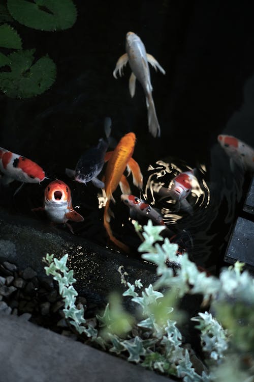 Photo of Koi Fish on Pond