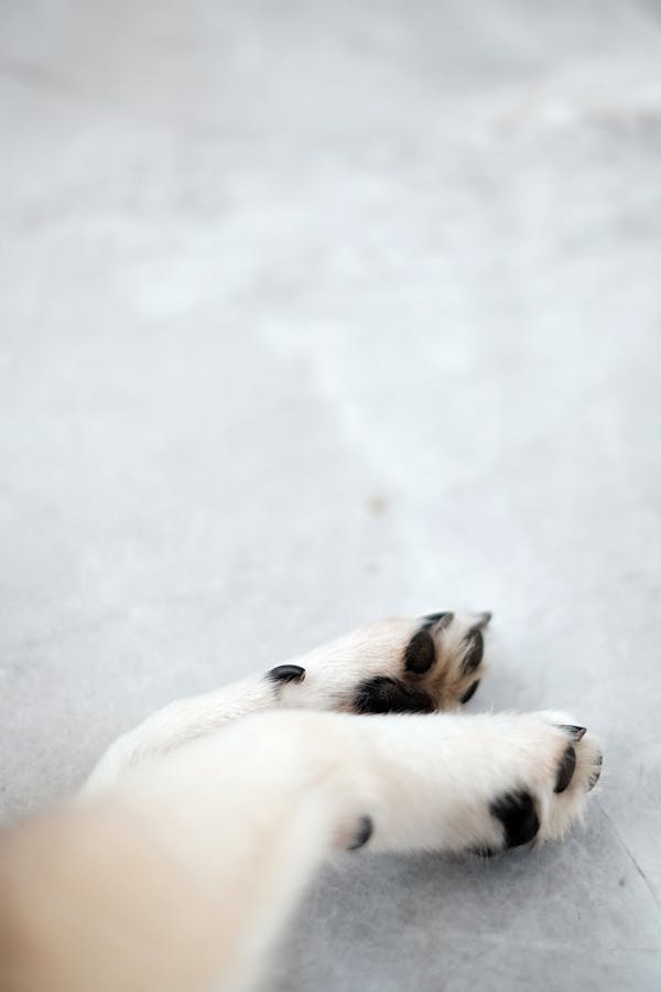 My Husky Baby Paws