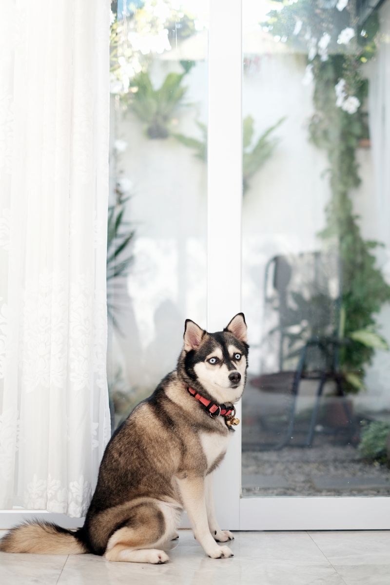 Frankie - photo 1