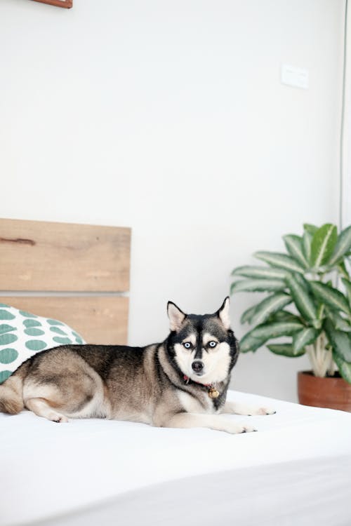 A Siberian Husky Lying on the Bed