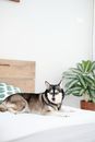 Husky relax on the bed