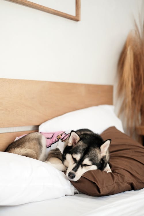 Free Dog Sleeping on Pillows  Stock Photo