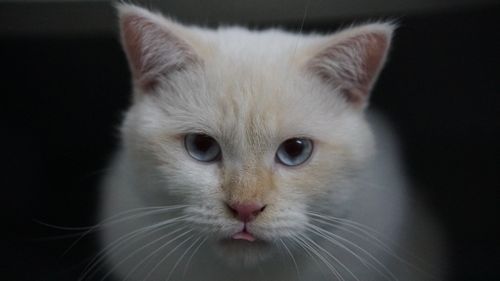 Free Close-up of a cute white cat with blue eyes and pink nose, showcasing whiskers. Stock Photo