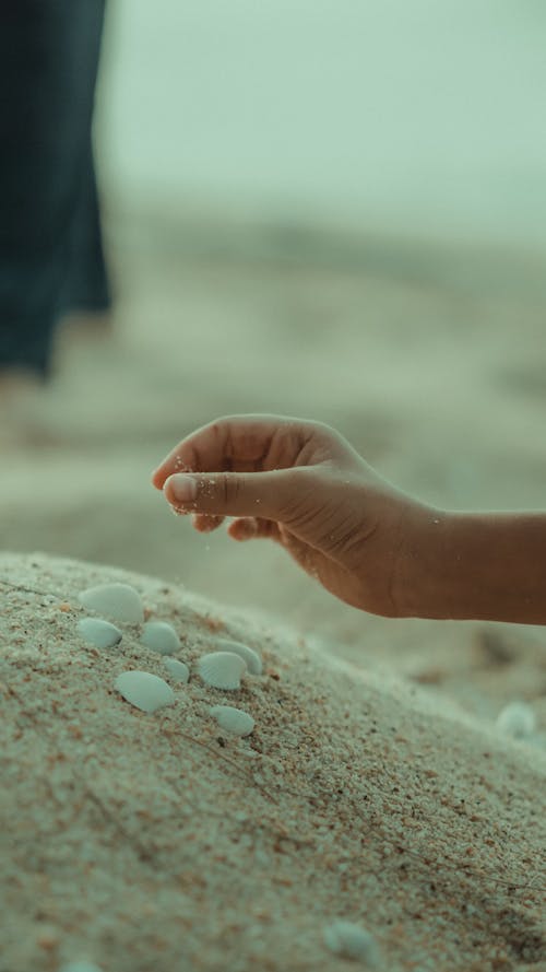 Close-up of a Child Putting Seashells on Sand 