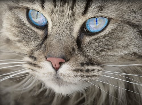 Free Blue Eyed Grey Tabby Cat Stock Photo