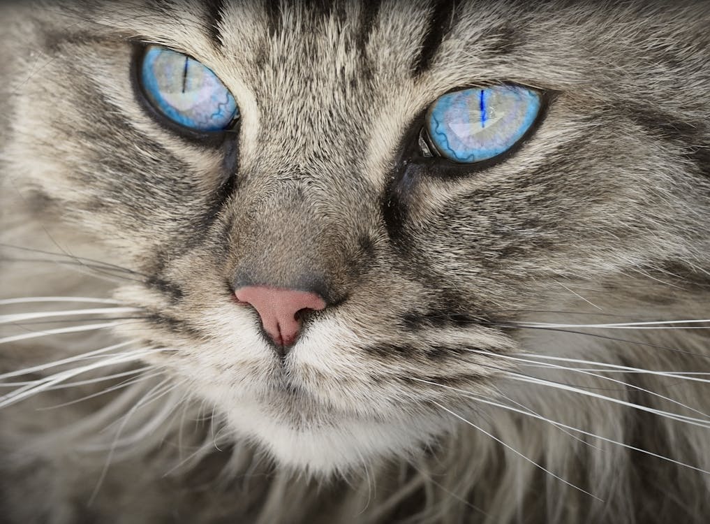 블루 아이드 그레이 얼룩 무늬 고양이