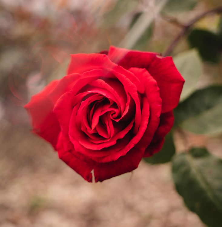 Red Rose in Bloom · Free Stock Photo