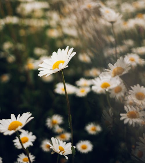 Free White Daisy Flowers in Tilt Shift Lens Stock Photo
