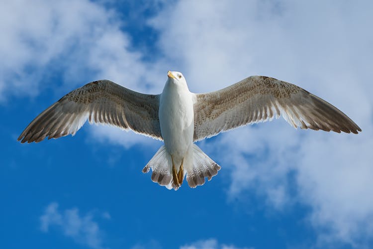 White And Grey Bird Flying Freely At Blue Cloudy Sky