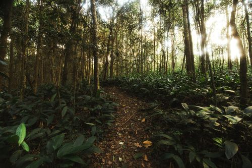 Free A tranquil path through a lush forest, filled with greenery and soft sunlight filtering through the trees. Stock Photo