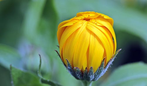 бесплатная Бутон желтого цветка в дневное время Стоковое фото