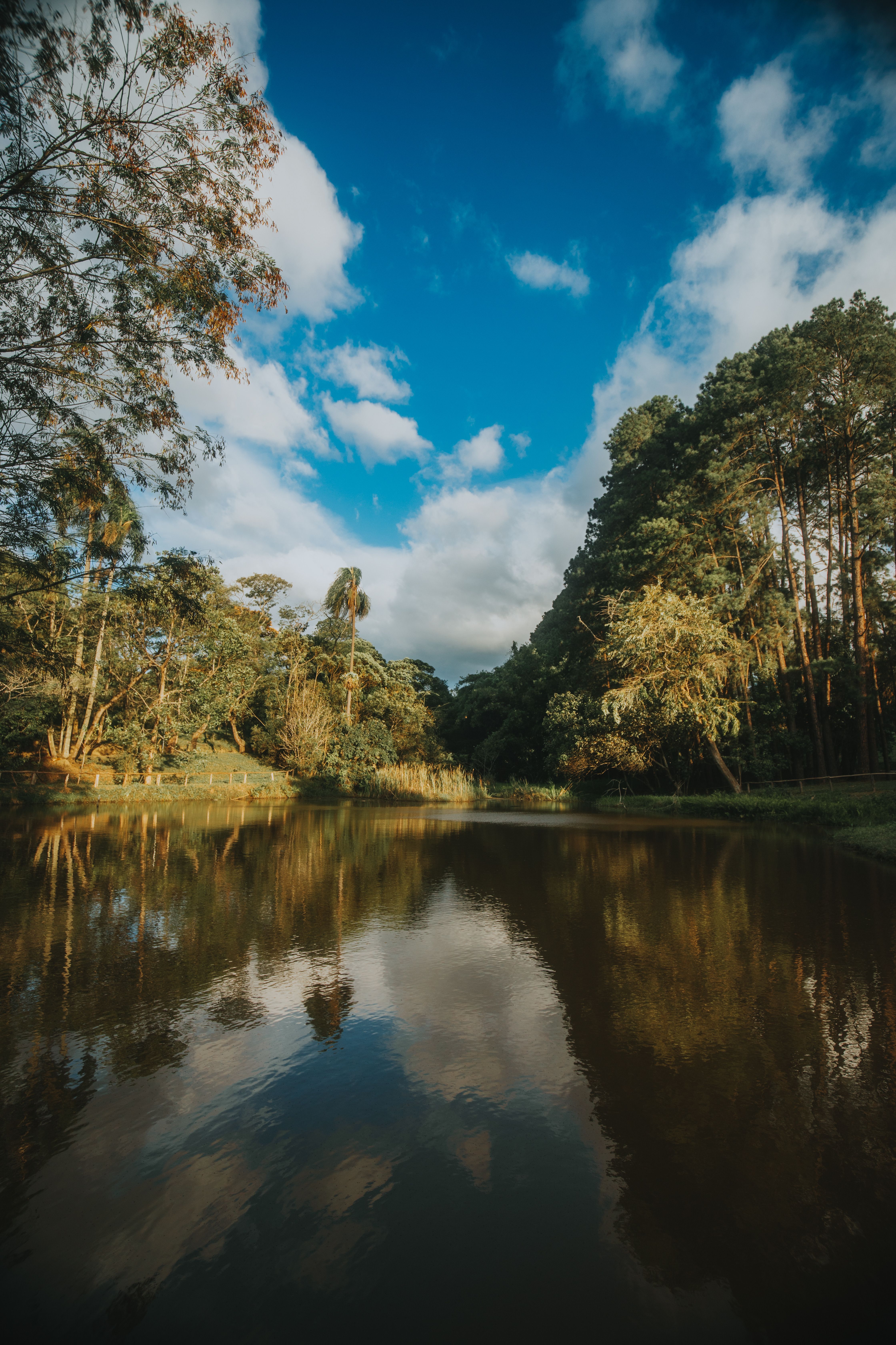 A Green Trees Near the River Under the Blue Sky and White Clouds · Free ...