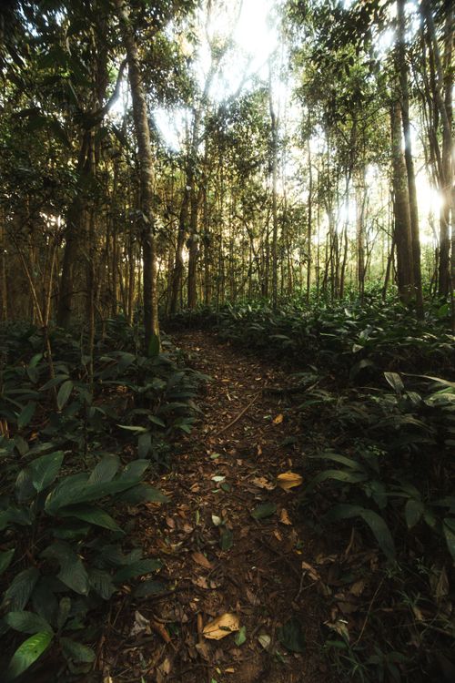 Free Explore a serene path in a lush forest, surrounded by tall trees and vibrant greenery. Stock Photo