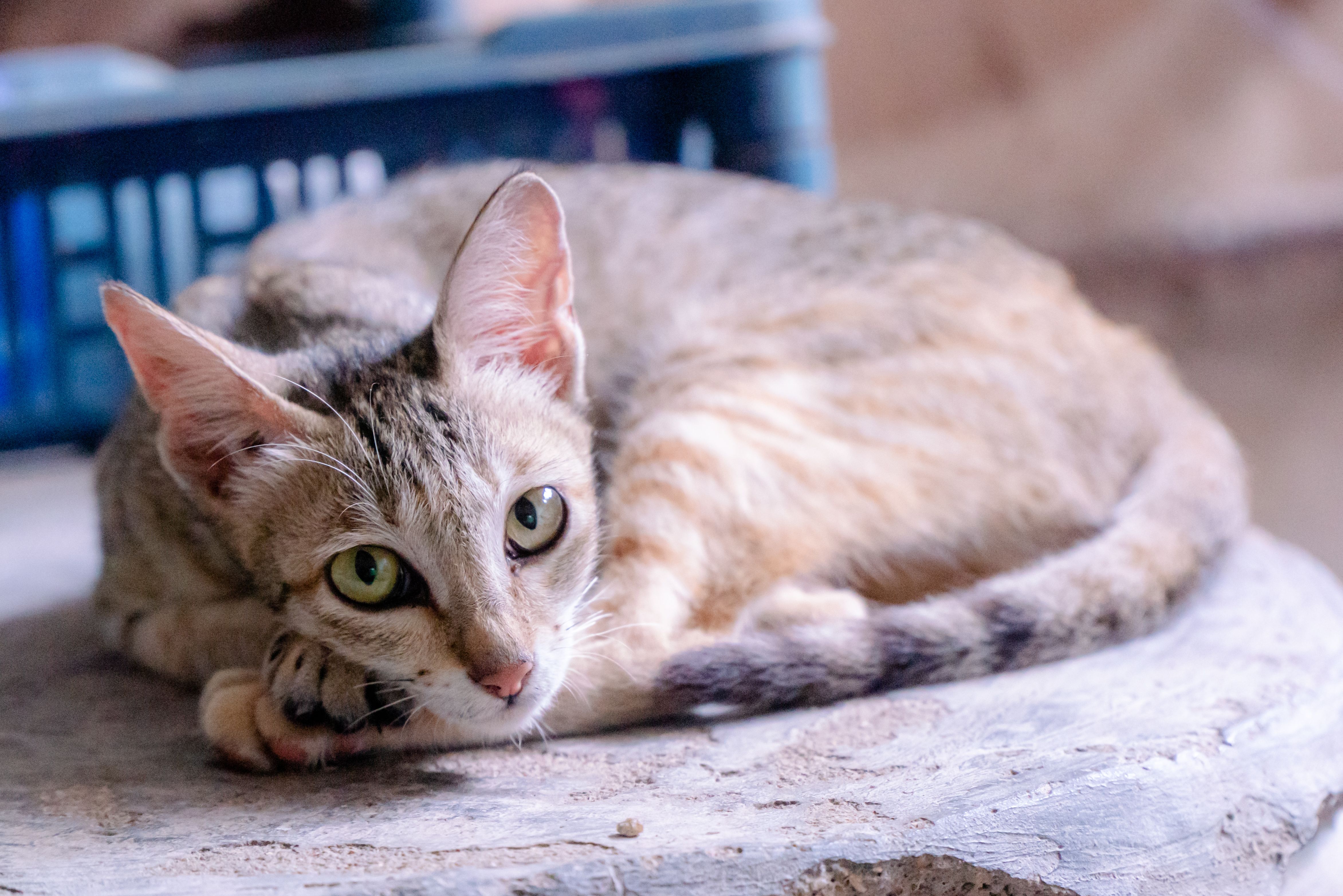 A Cute Cat Lying on the Floor · Free Stock Photo