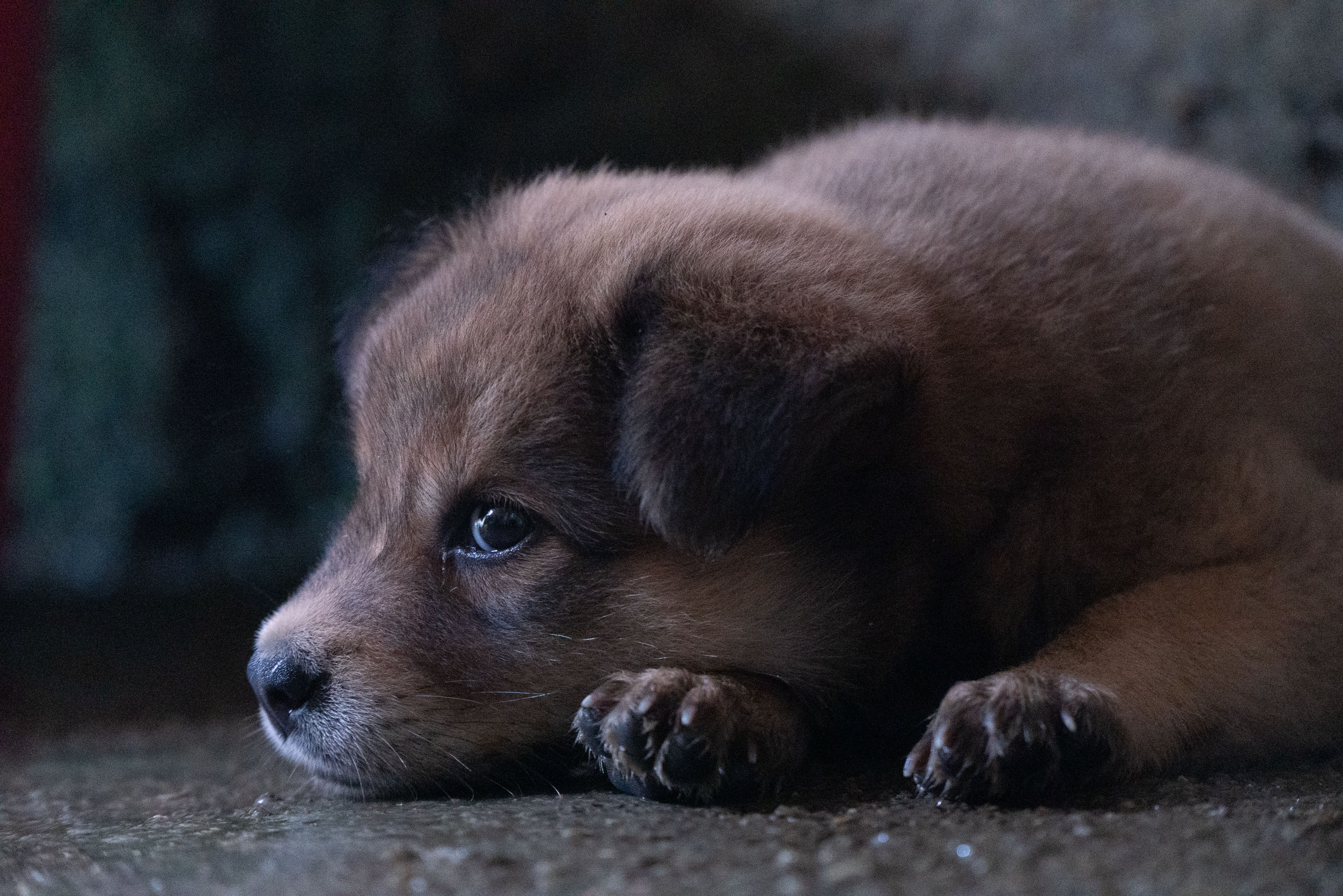 A Close-up Shot of a Cute Dog Lying on the Floor · Free Stock Photo