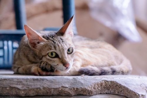Free A close-up image of a tabby cat lying indoors, focused and serene. Stock Photo