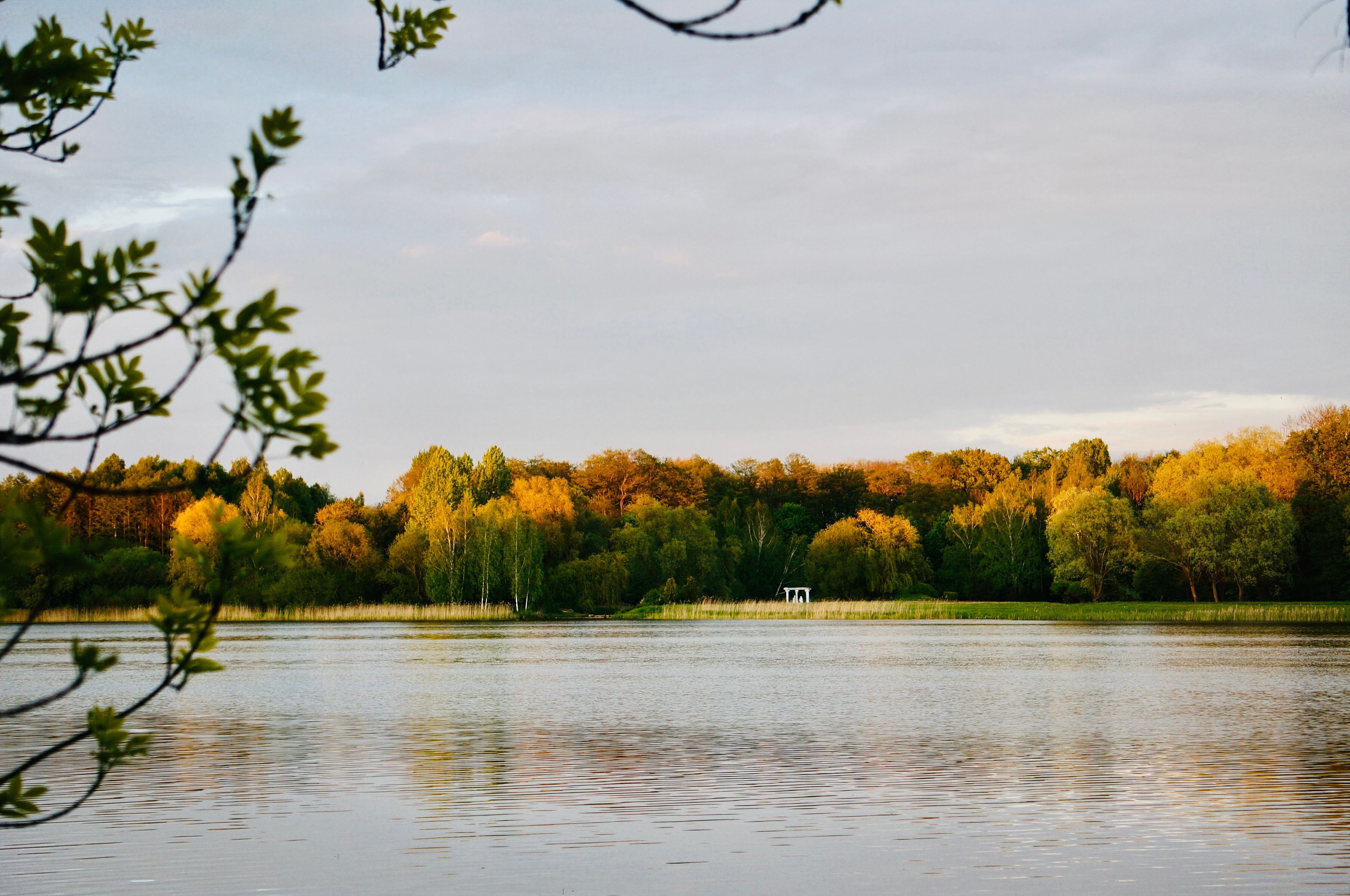 A Green Trees Near the Lake Under the Cloudy Sky · Free Stock Photo