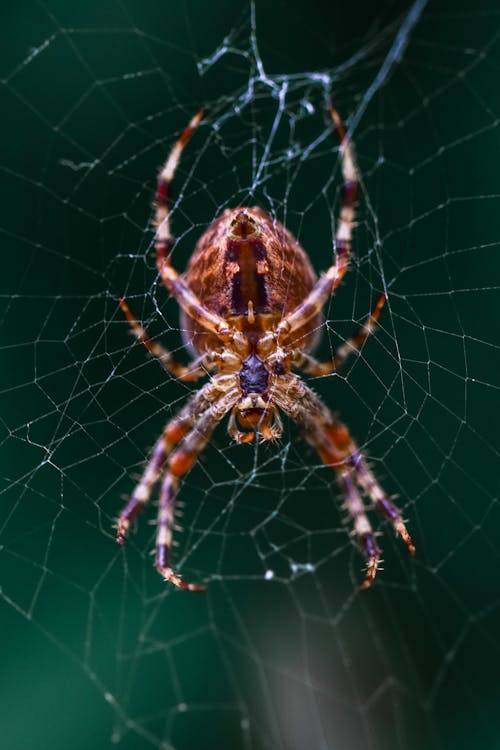 ฟรี คลังภาพถ่ายฟรี ของ arachnida, การถ่ายภาพมาโคร, ขา คลังภาพถ่าย