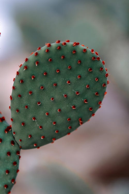 Ilmainen kuvapankkikuva tunnisteilla kaktukset, kaktus, kasvi Kuvapankkikuva