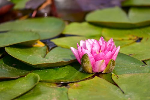 Free A Pink Lotus Flower on Water Stock Photo