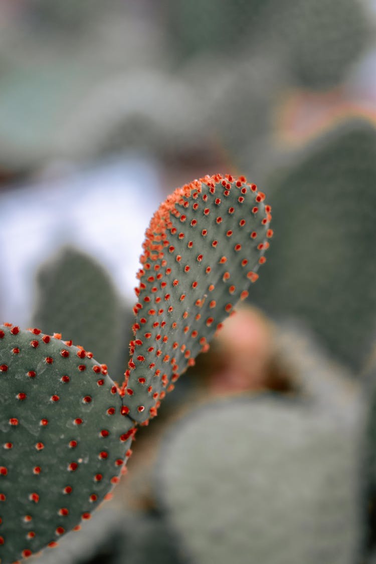 Close-up Of A Prickly Pear Cactus