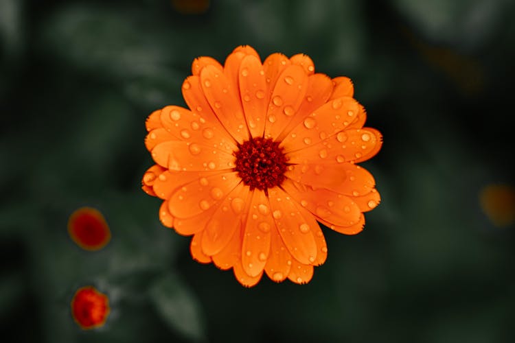 Close Up Photo Of Pot Marigold 