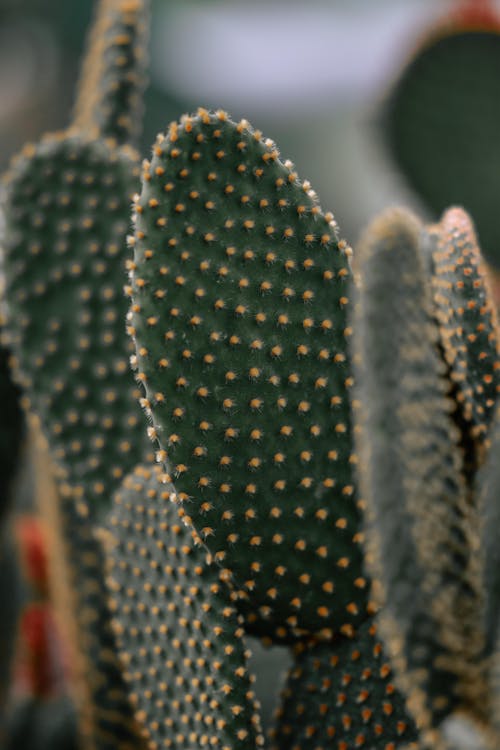 Close-up Photo of Cactus