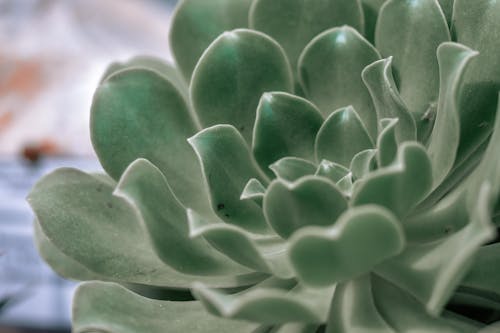 Close-Up Shot of a Succulent Plant 