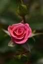 Pink Rose in Bloom