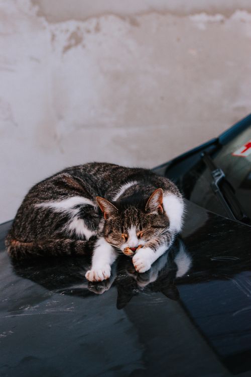 Free A relaxed tabby cat peacefully sleeps on a car hood outdoors. Stock Photo