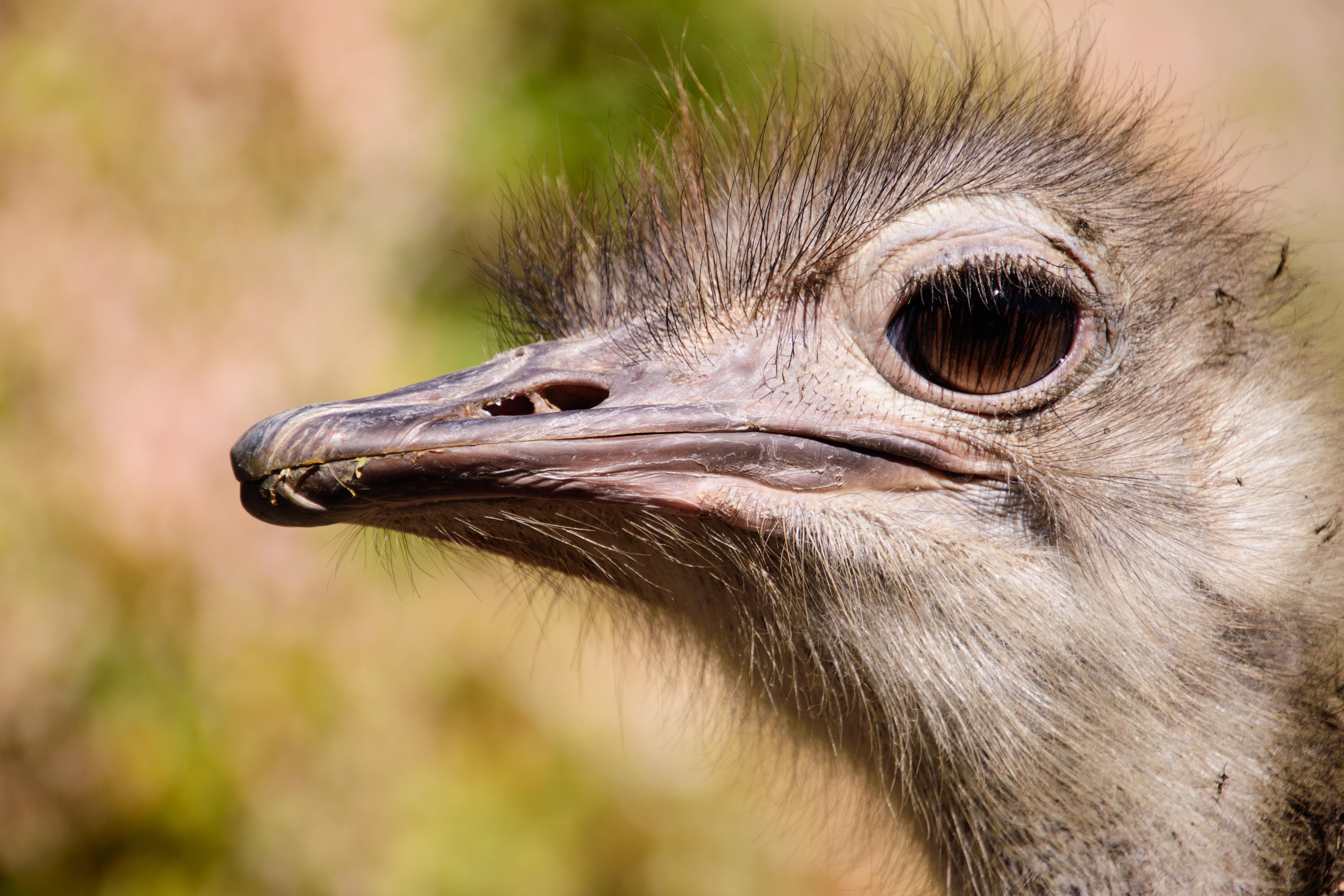 ostrich bury their heads