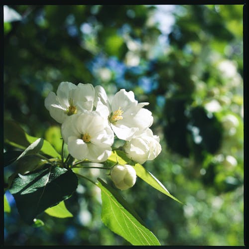 Kostnadsfri bild av blomfotografi, blomning, delikat