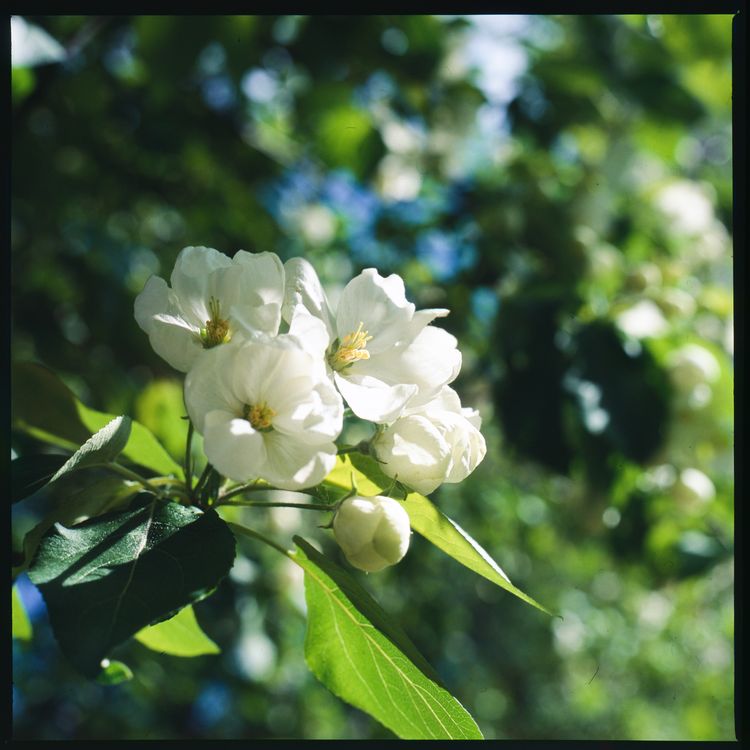 Close Up Shot of a White Flowers · Free Stock Photo
