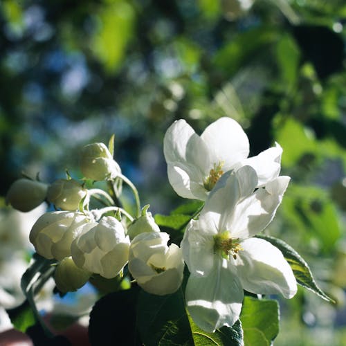 Ücretsiz bitki örtüsü, bitkibilim, çiçek içeren Ücretsiz stok fotoğraf Stok Fotoğraflar