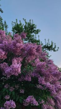 A stunning lilac tree showcasing vibrant purple blossoms against a clear blue sky.