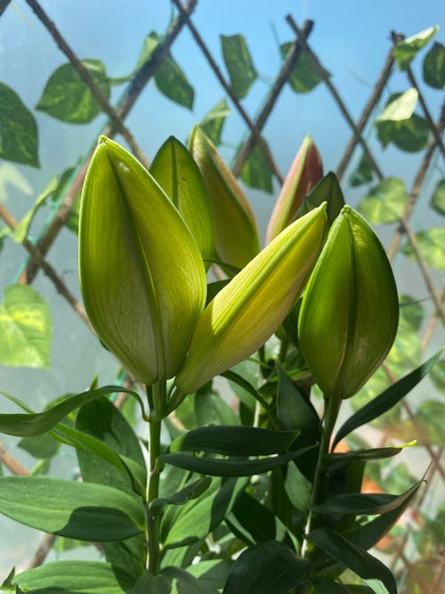 Close-Up Photo of Green Leaves