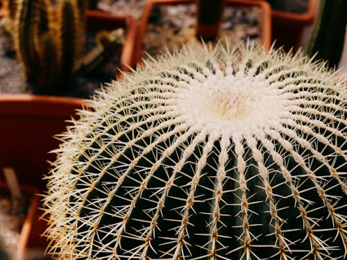 Close Up Photo of Cactus